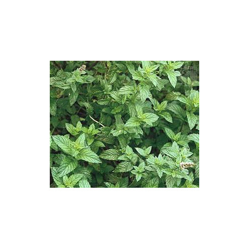Spearmint Great Garden Herb By Seed Kingdom 1,000 Seeds