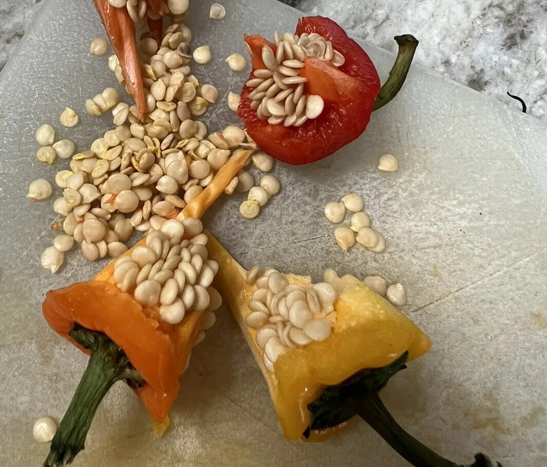 Sweet Mini Pepper Seeds, Red, Orange, & Yellow Organic 200+