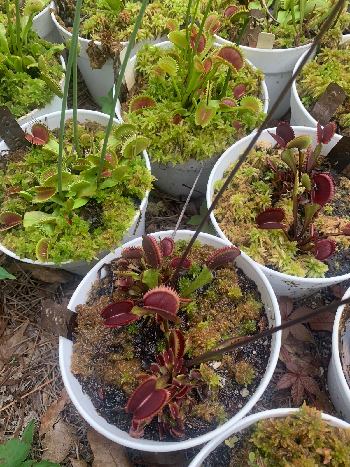 100+ Venus Flytrap seeds + Maxsea plant food