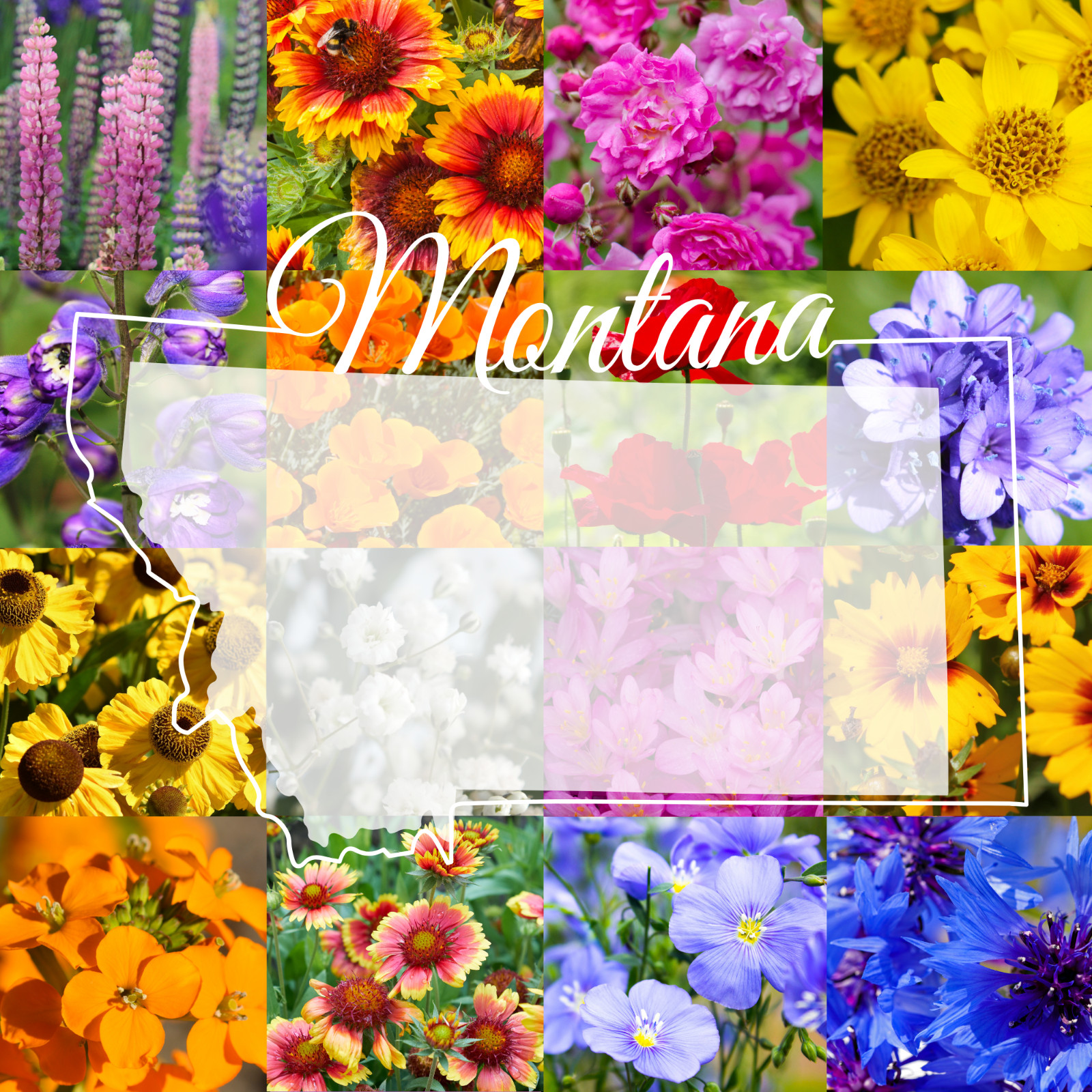 1/4 Pound Montana Western Bulk Wildflower Seed Mix 1/4lb Covers 800sq-ft