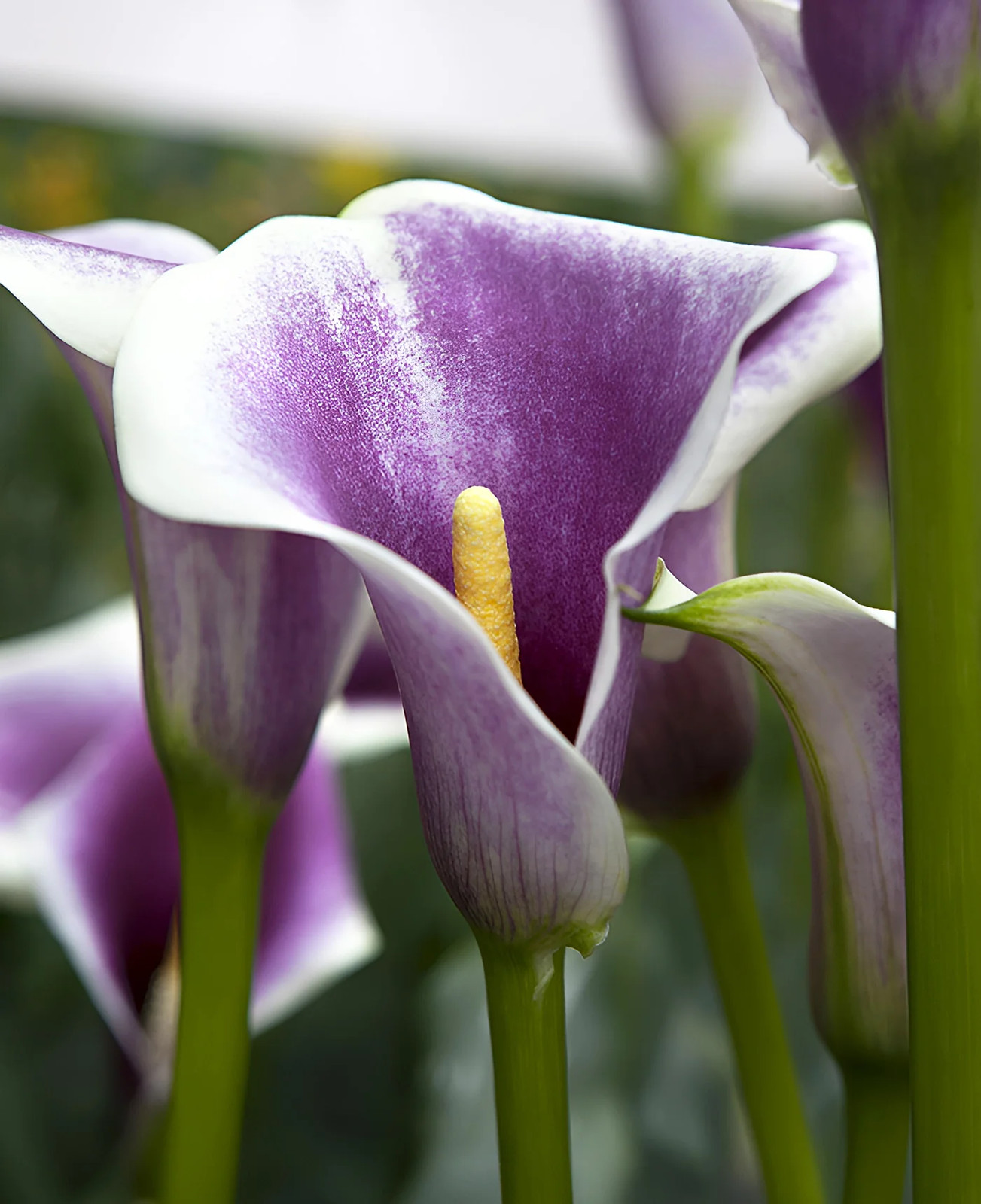Picasso Calla Lily® – 3 tubers