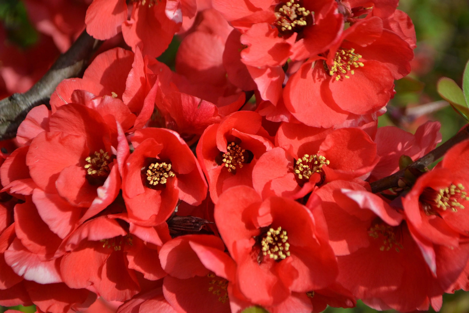 30 FLOWERING QUINCE Fruit Shrub Seeds Pink Red White Orange Chaenomeles Speciosa