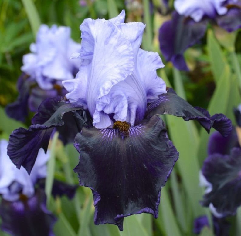 1 RHIZOME Bearded Iris Dangerous Mood | Spring Planting Flower