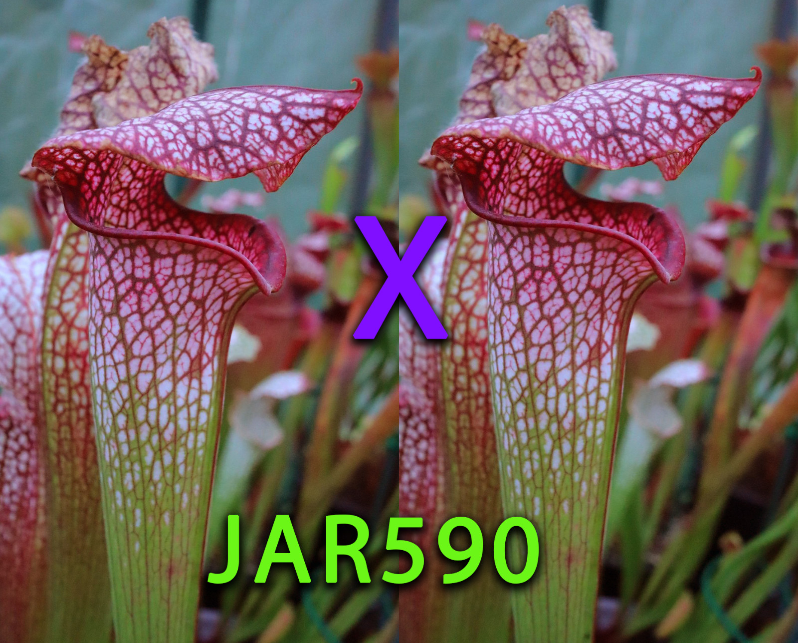 Sarracenia Seeds – JAR590 S. Capleton (Jerry Addington) x Self