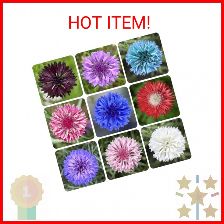 3200+ Mix Cornflower Seeds for Planting – Non-GMO Bachelor Button Flower Seeds G