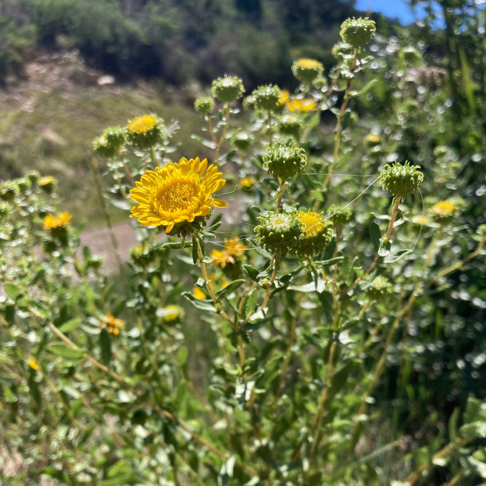 Gumweed Seeds, Grindelia (Grindelia squarrosa) ~Traditional Herb Garden
