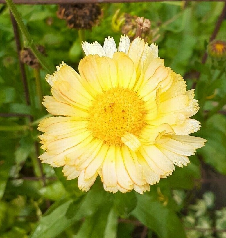 calendula mix 35+ Seeds