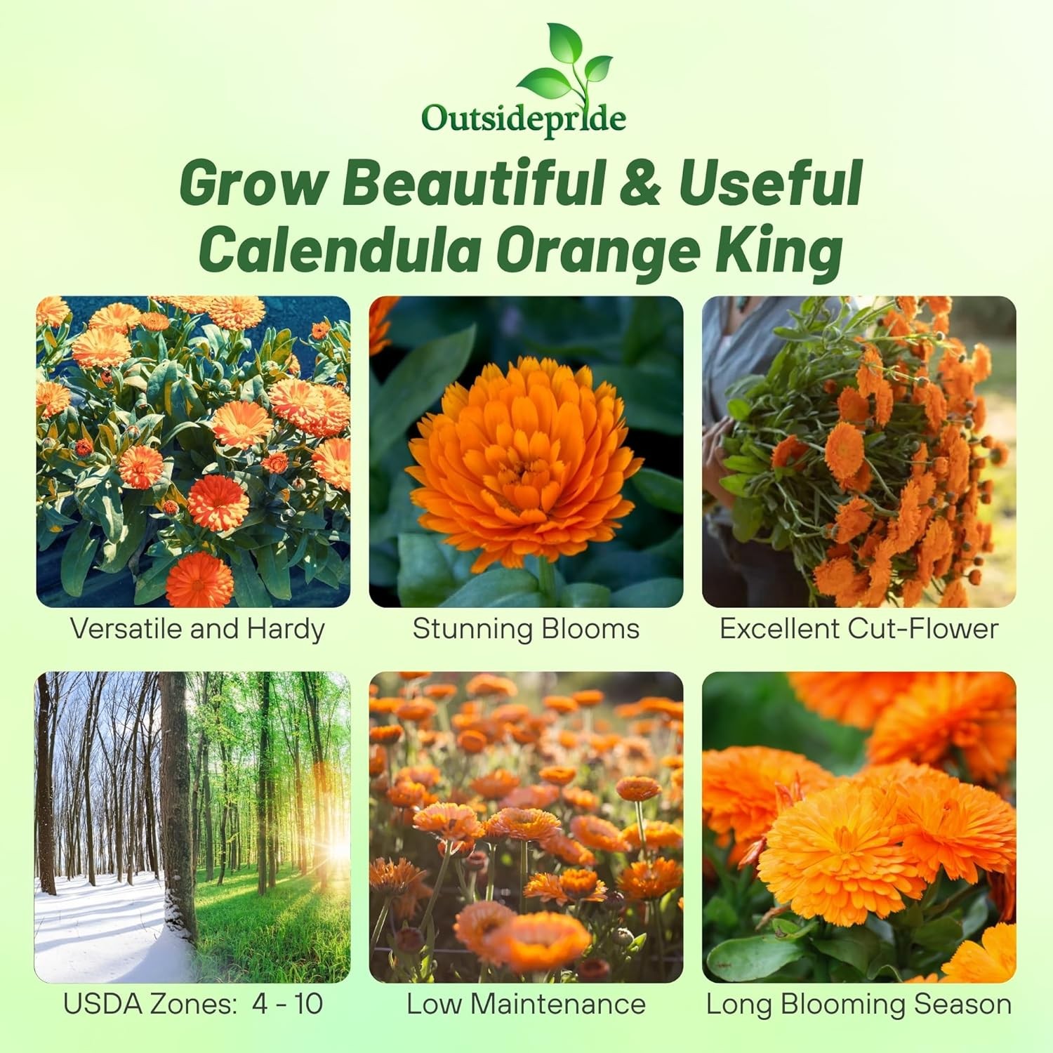 1000 Seeds Drought Tolerant Calendula Orange King Garden Flower Plant Seed