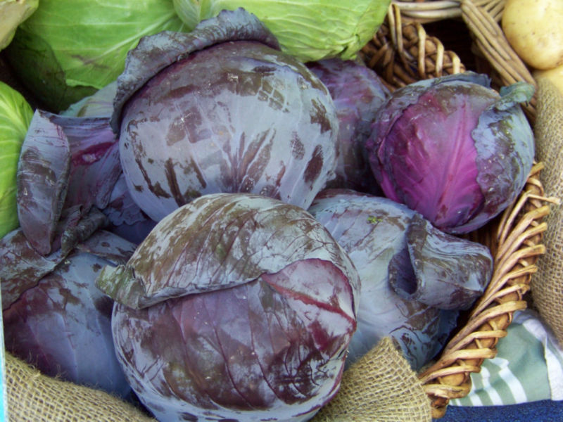 cabbage, RED ACRE PURPLE CABBAGE, 93 seeds! buy US USA GroCo