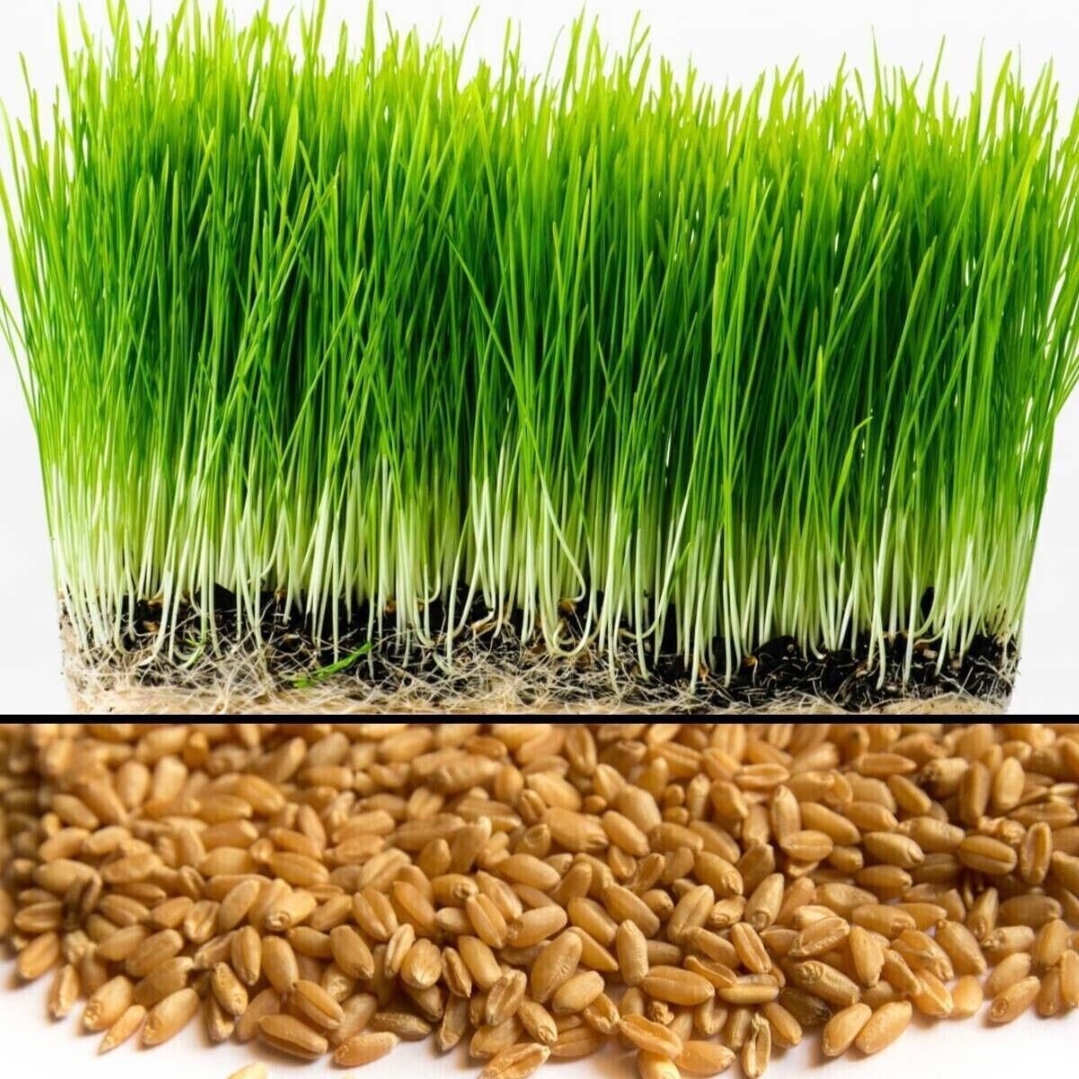 Wheat Grass / Cat Grass Seeds ~ Non-GMO Heirloom ~ Amounts up to 15 LBS BULK