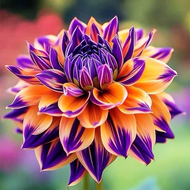 250+ Dwarf Dahlia Seeds, Multi-Color Double Petal, Ornamental Flower