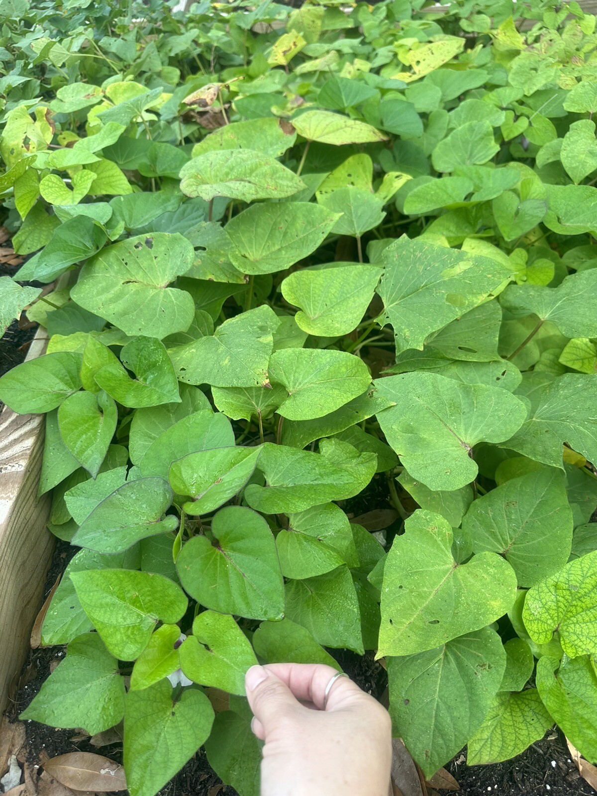 10 Purple Molokai Sweet Potato Slips/ Cuttings / Molokai Sweet Potato Slips