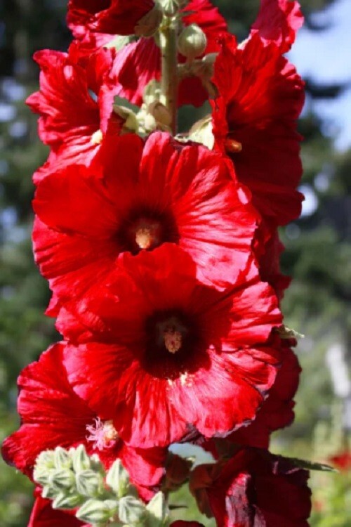 25 Bright Red Hollyhock Seeds Perennial Flower Seed Flowers 834 US SELLER