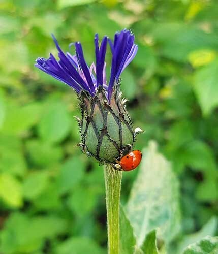 Centaurea montana | Mountain Bluet | Bachelor’s Button | 10 Seeds