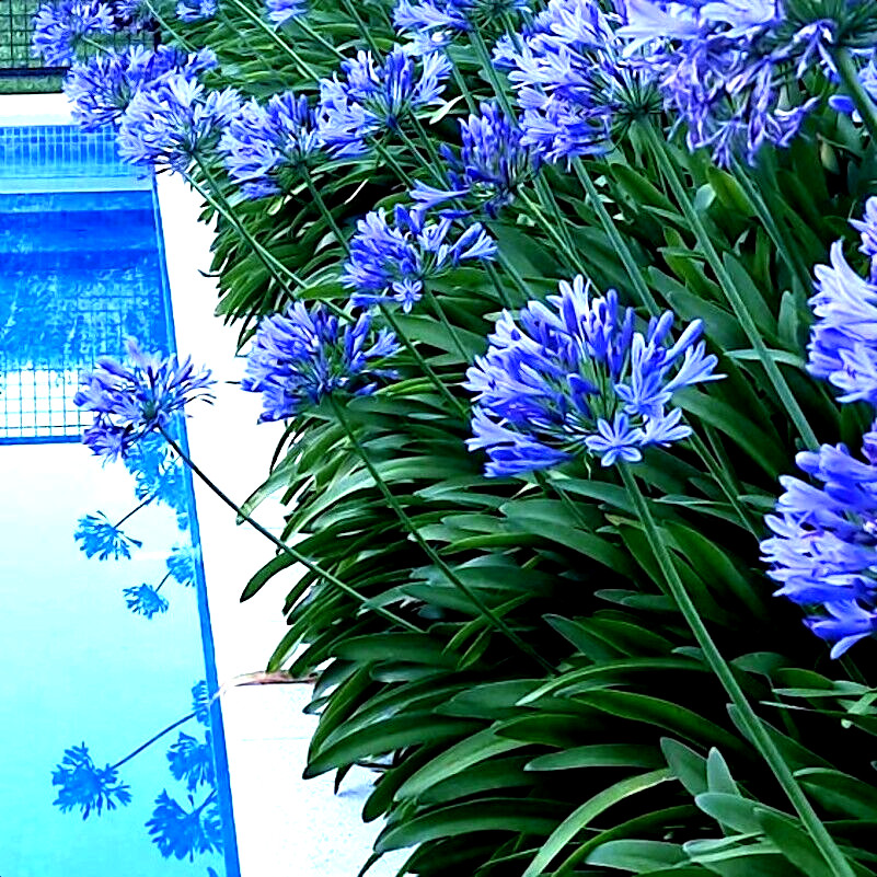 25 Dwarf Blue Lily of The Nile Flower Seeds Agapanthus “Peter Pan” House Plant