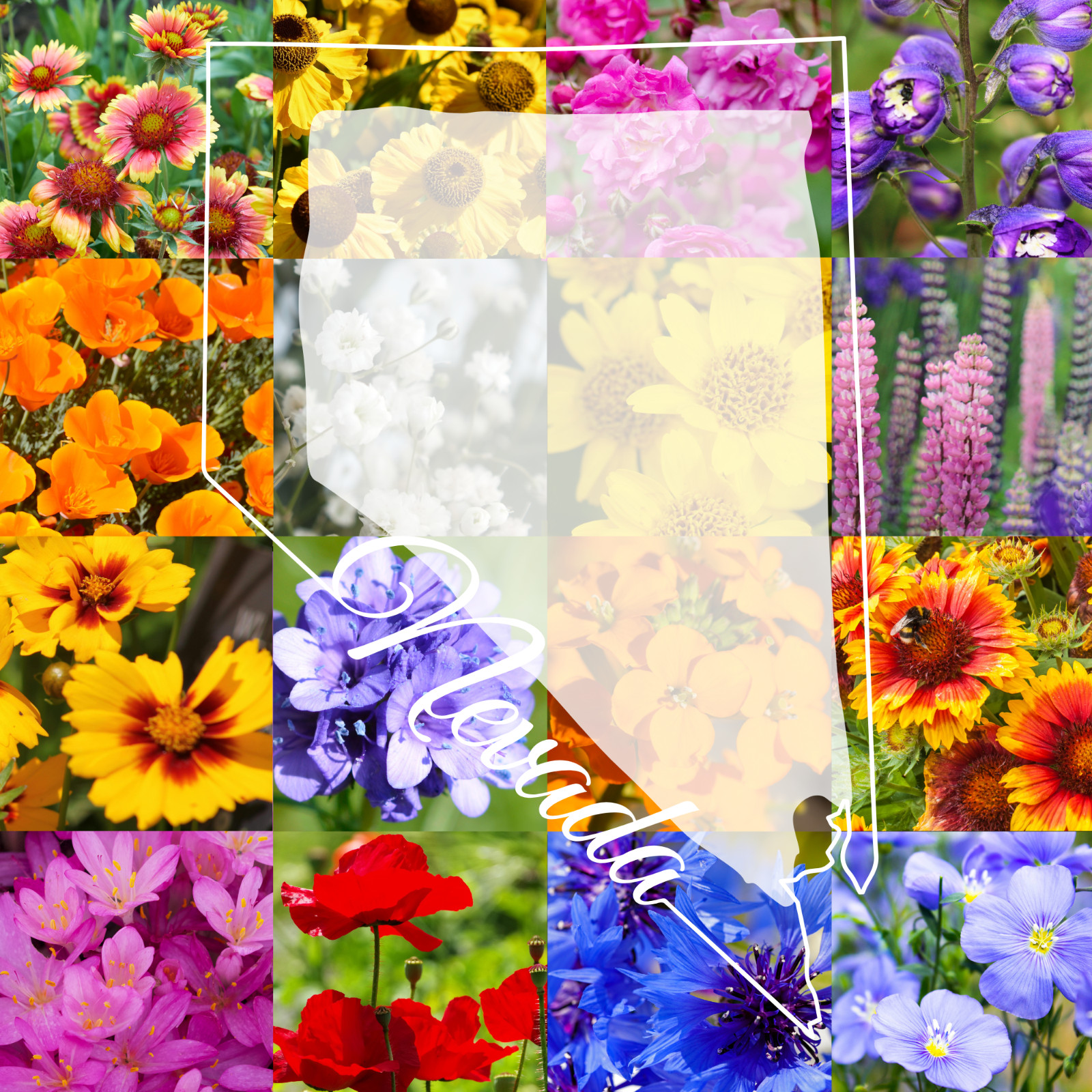1/4 Pound Northern Nevada Western Bulk Wildflower Seed Mix 1/4lb Covers 800sq-ft