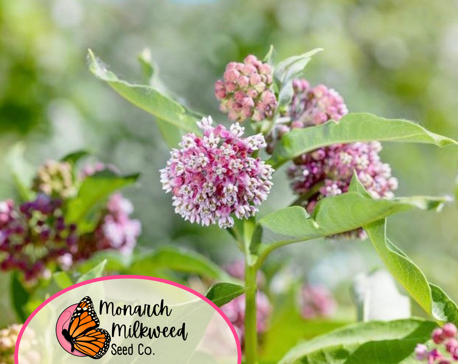 425+ Common Milkweed Seeds (Asclepias Syriaca) Native Monarch Butterfly Flower
