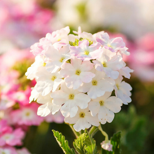 Verbena COMPACTA Mix Dwarf Groundcover Tender Perennial Bees Non-GMO 200 Seeds