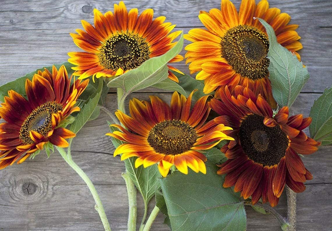 50 Autumn Beauty Sunflower Seeds for Planting Vibrant Fall Colors