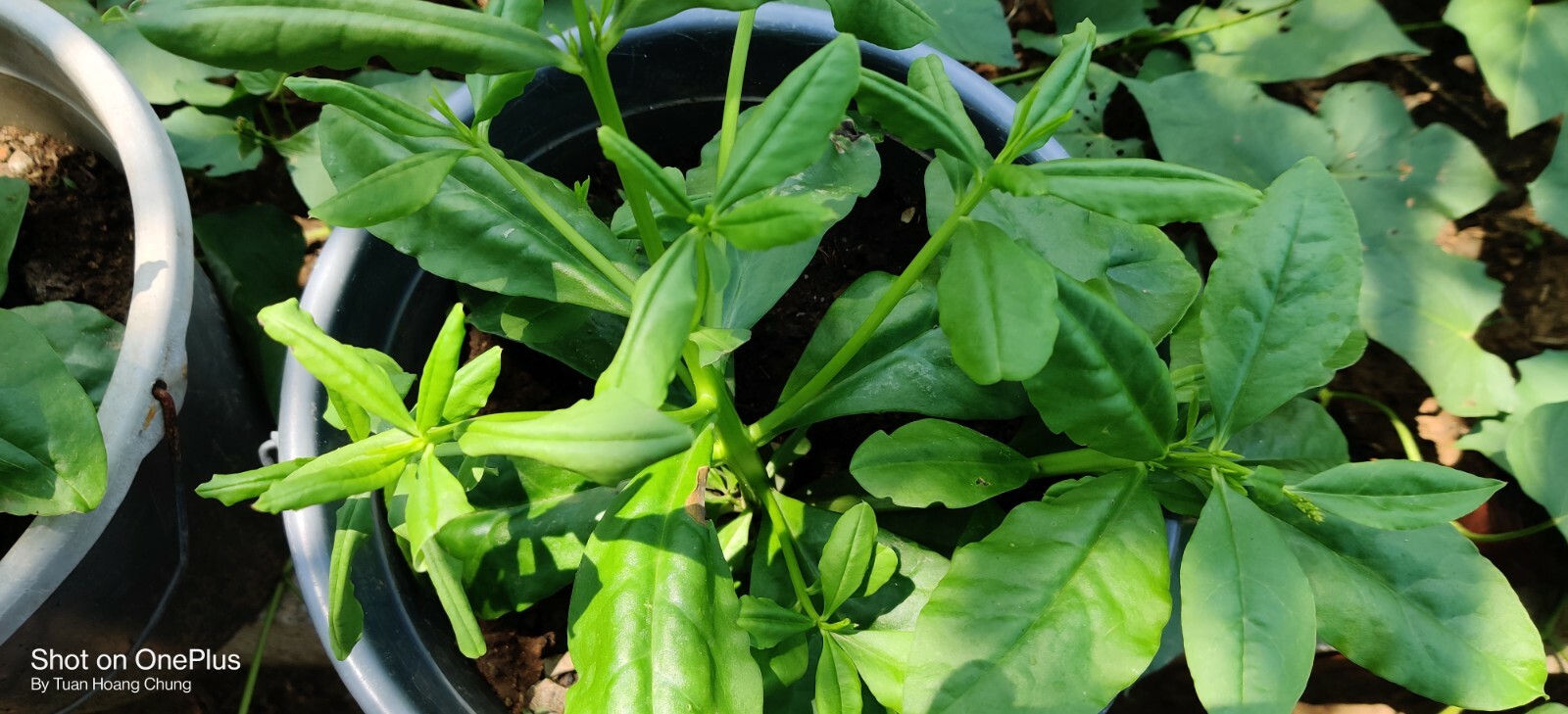 800+ Jewels of Opar / Talinum Paniculatum / Edible Herb Ginseng Seeds/ Sâm Đất