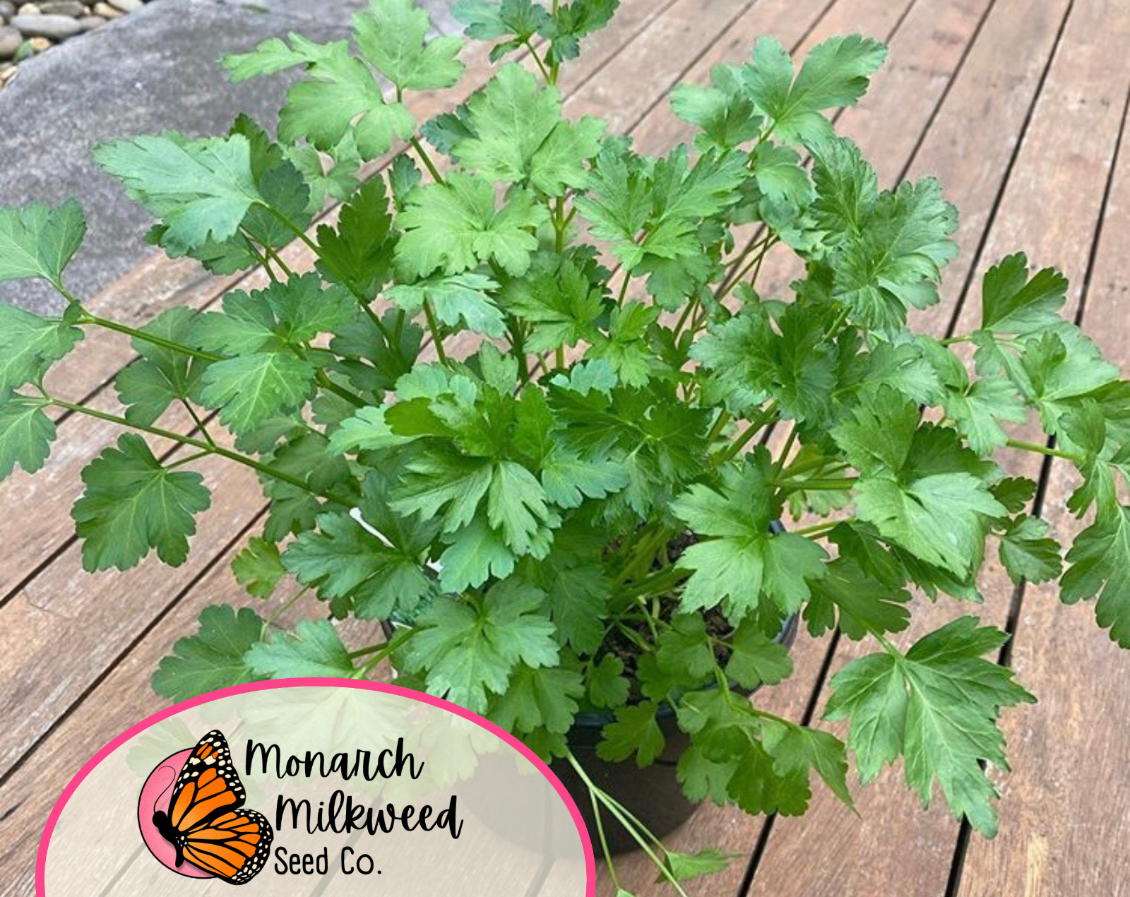 3500+ Italian Parsley Seeds | Culinary Herb Garden Plant Seed Packet, USA
