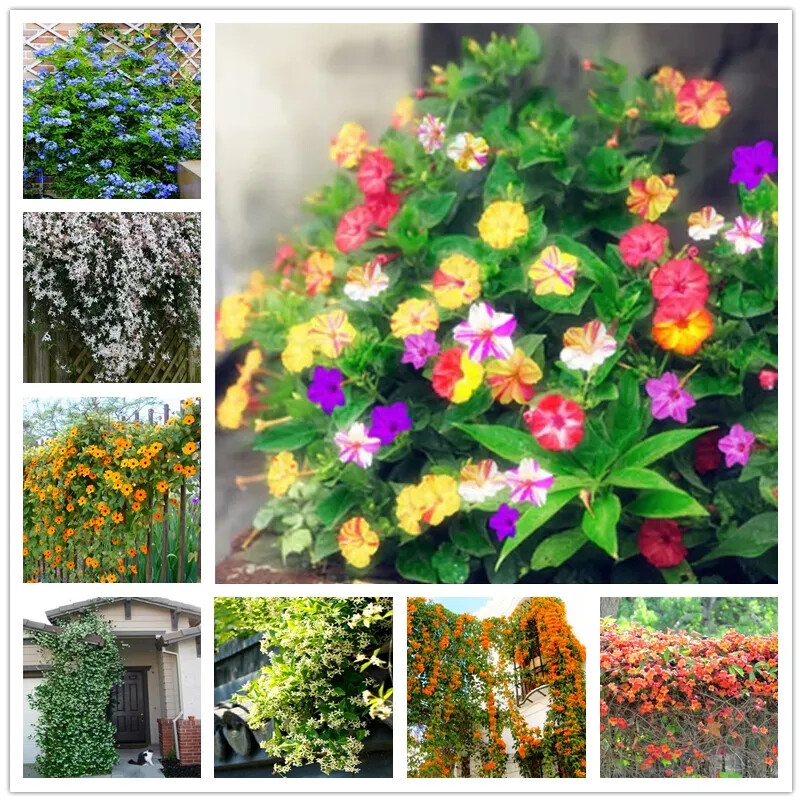20 JASMINE FLOWER SEEDS rare exotic rambling vine fragrant plant garden bush
