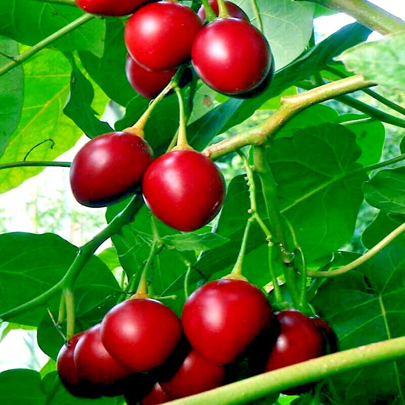 Tamarillo Tree Tomato Seeds Yields 60+lbs of Garden Fruit! Fast Growing Plant