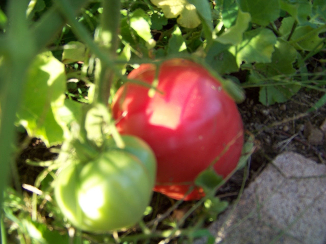 tomato, MORTGAGE LIFTER, heirloom, 35 SEEDS! USA GroCo* BUY ANY 10 – SHIPS FREE