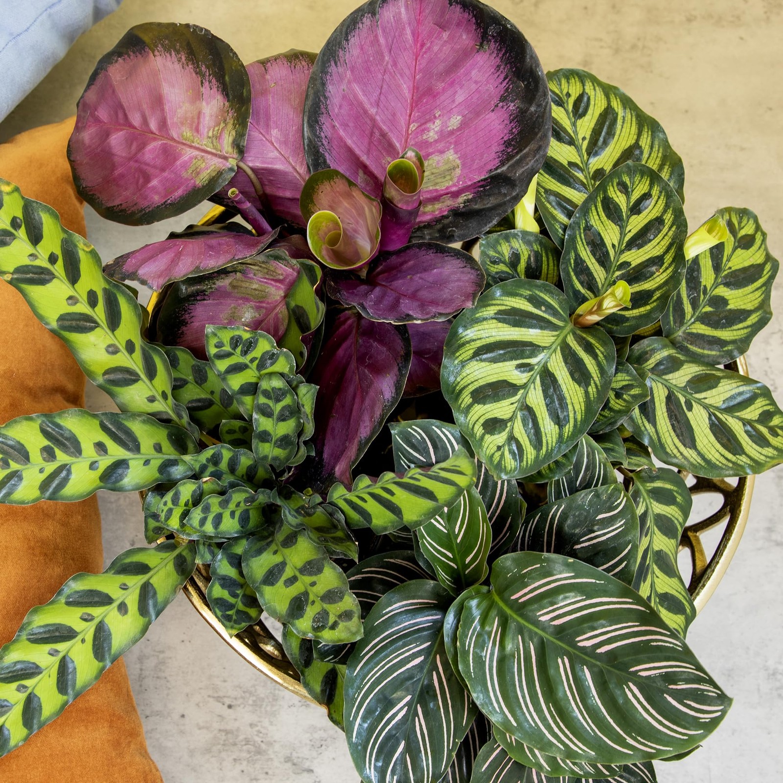 Live Calathea Houseplant (4 Pack), Pet Safe Plants for Cats & Dogs, Makoyana,…