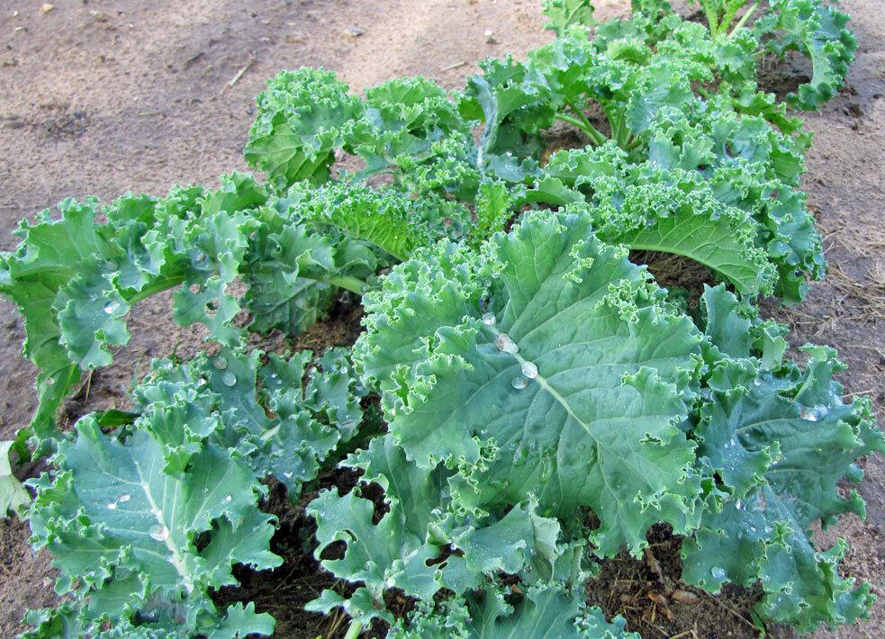 200+ Kale Seeds Dwarf Blue Curled Scotch Kale Vate Blue Curled Kale USA