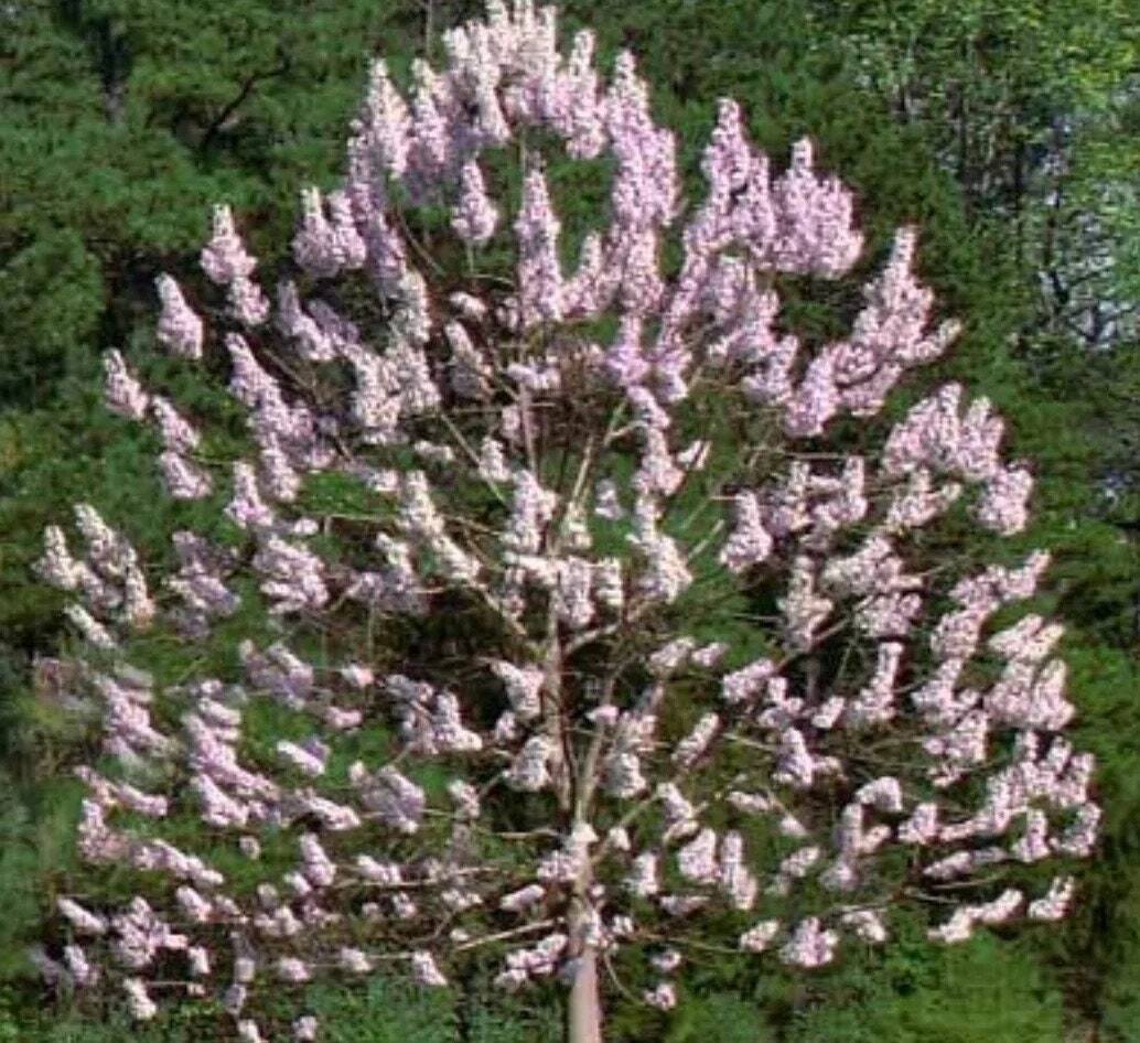 20 Tree White empress Bonsai Seeds Heirloom Rare colorful lawn plant dogwood