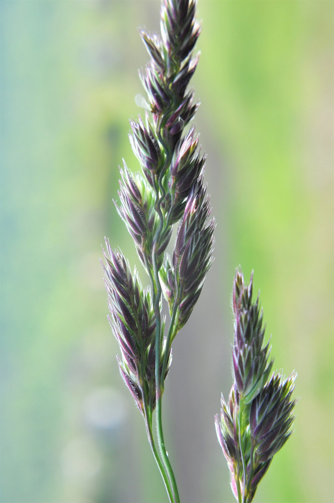 3000 QUICKDRAW ORCHARDGRASS Dactylis Glomerata Sun Shade Bunchgrass Seeds
