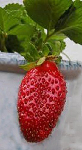 Strawberry “Tarpan” 100+ seeds for propagation