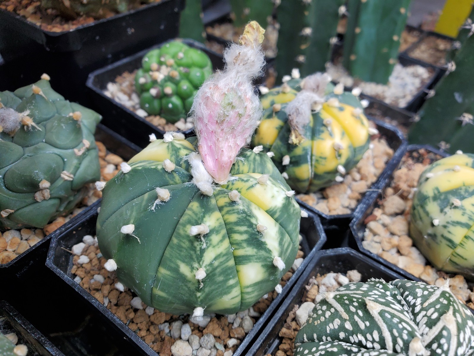 Astrophytum asterias “Mixed Cultivar” 100 Seeds