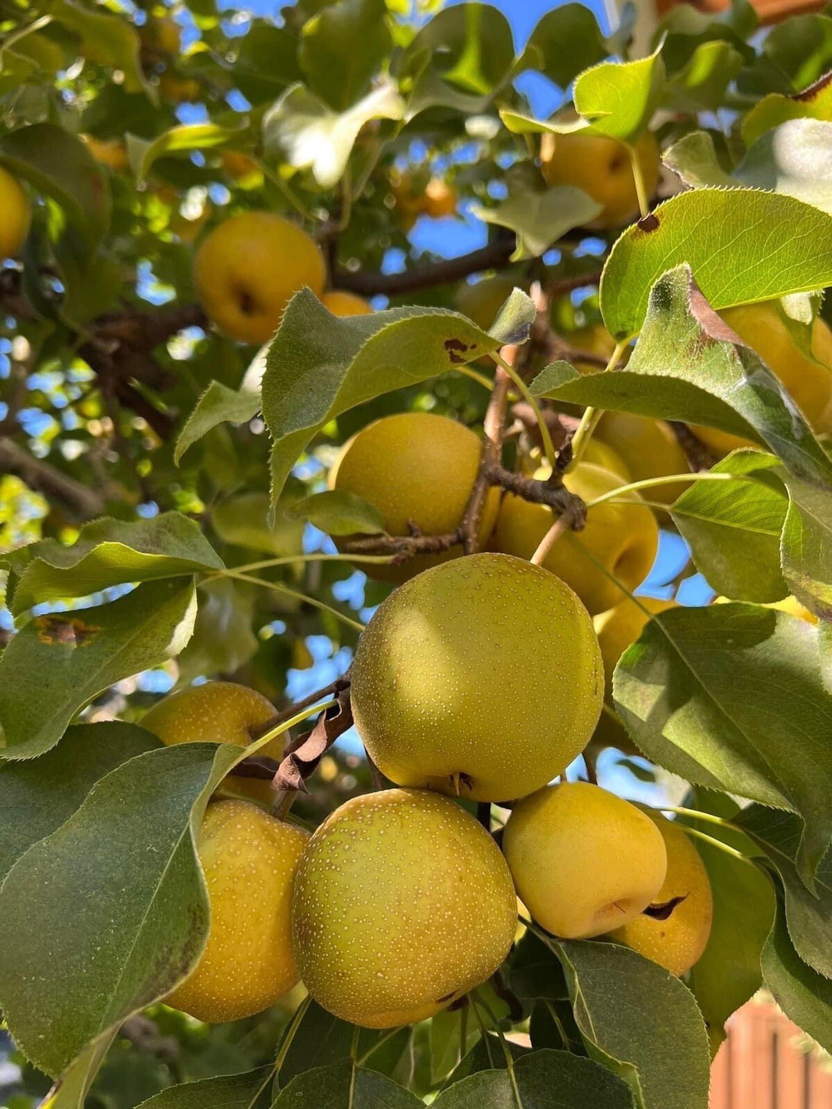 Asian Pear, Japanese Pear, Korean Pear, Pyrus Pyrifolia – 10 Seeds 2025 – USA