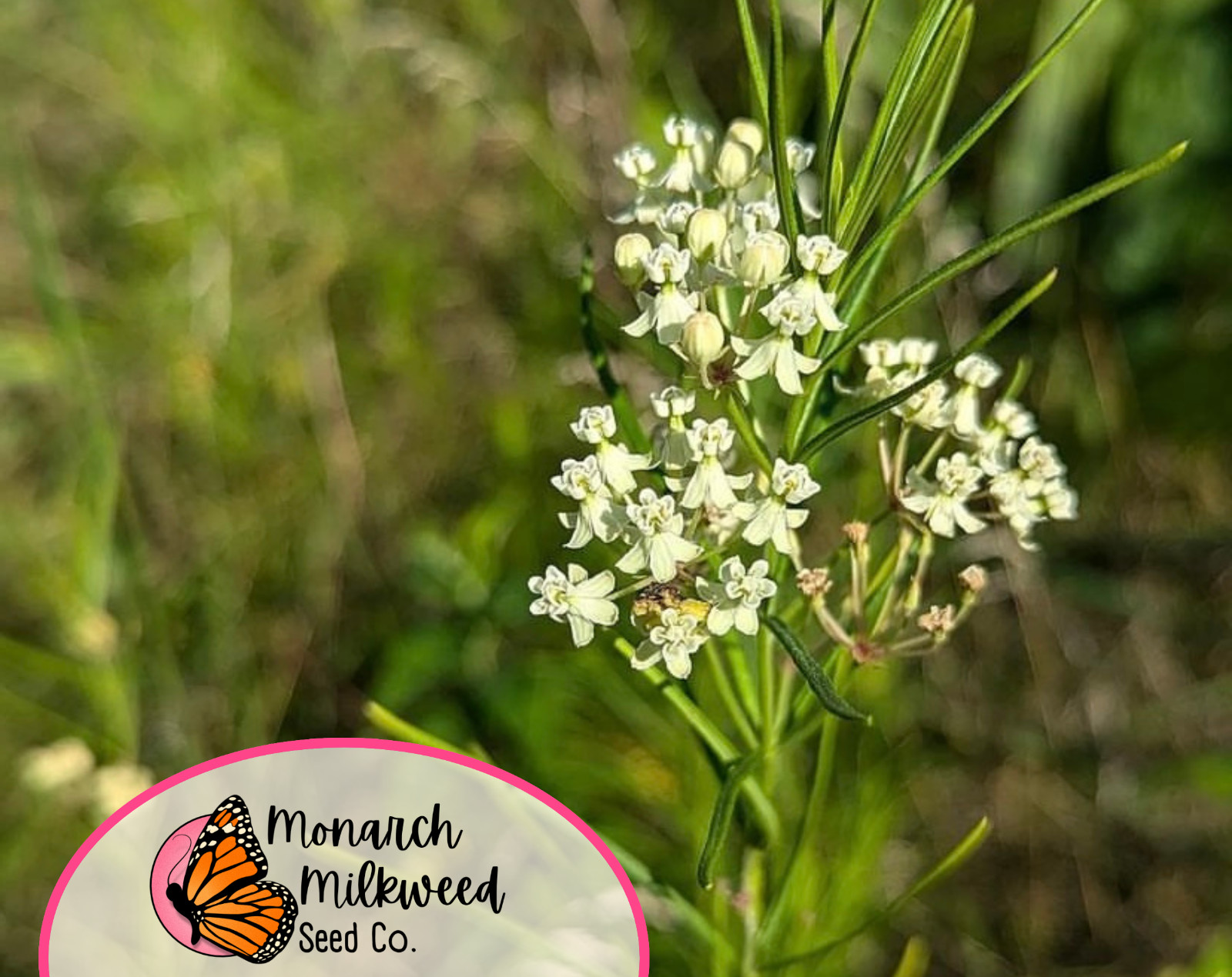 85+ Whorled Milkweed Seeds | AKA Horsetail Milkweed, Asclepias verticillata