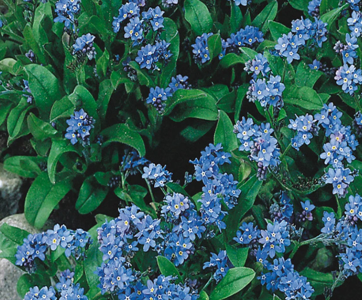 100 Count Forget Me Not Annual Firmament – NON-GMO/Heirloom – Free Shipping