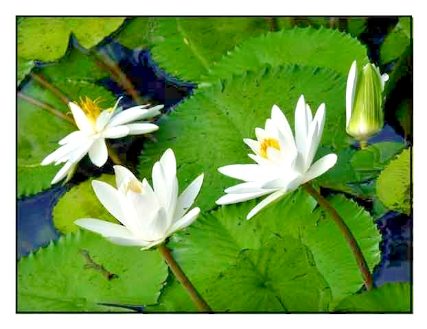 10 HAIRY WATER LILY SEEDS – Nymphaea pubescens