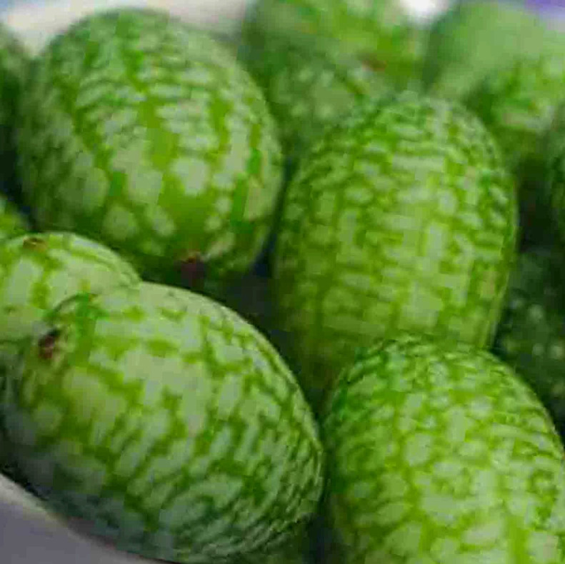 60+ CUCAMELON SEEDS 🥒 | MOUSE MELON | HEIRLOOM | NON-GMO | RARE | FREE SHIPPING