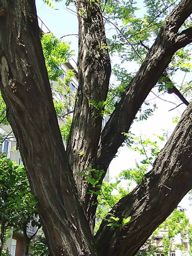 Black Locust, Robinia pseudoacacia, Tree Seeds (Fast, Hardy, Fragrant)