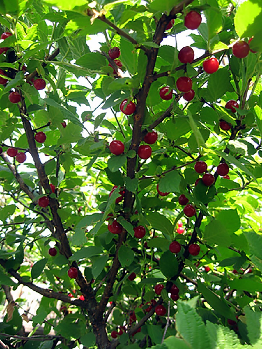 Nanking Bush Cherry, Prunus tomentosa, Shrub Seeds (Edible, Hardy, Fast)