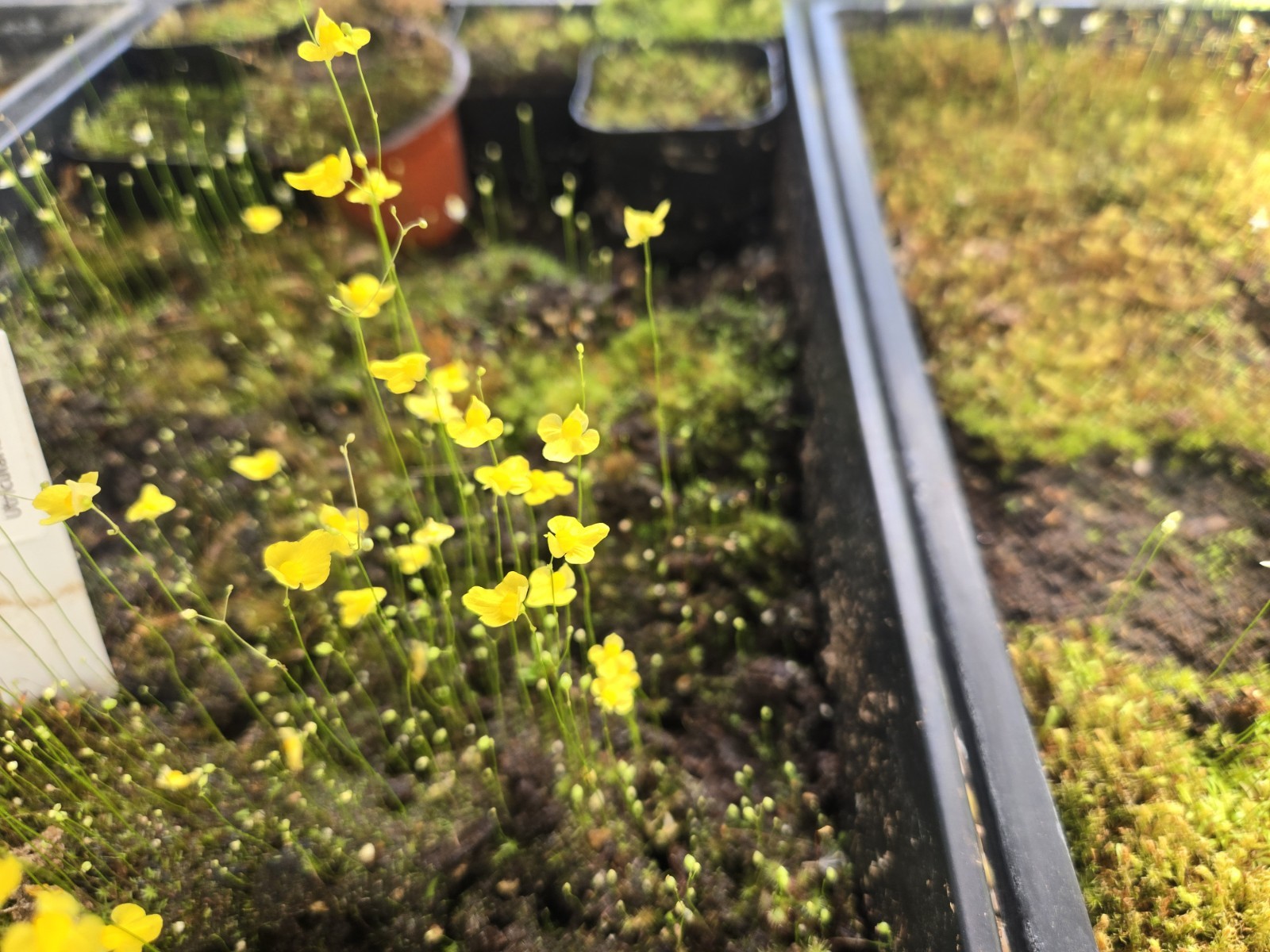 BLADDERWORT 3 PACK- (LIVE) Blanchetii, Subulata, Bisquamata