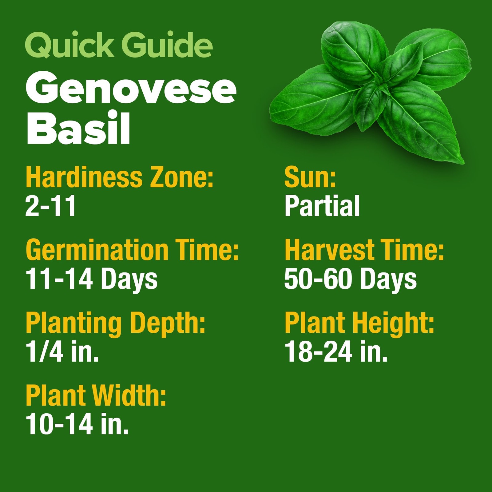 Genovese Basil Seeds 2 Pack 3500 Non GMO Heirloom Basil Seeds for Planting O…