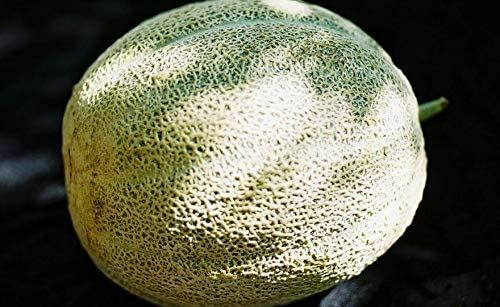 Melon Seeds, Hales Best Jumbo Melon, Cantaloupe Seeds, “COOL BEANS N SPROUTS” Br
