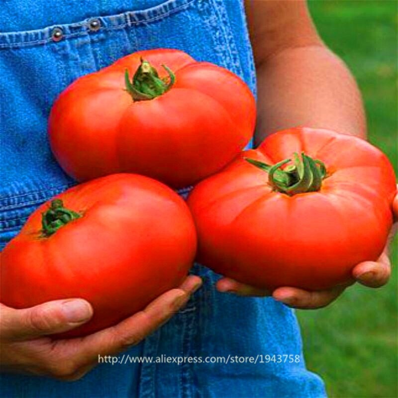Mixed Heirloom Tomato Seeds without Cherry.