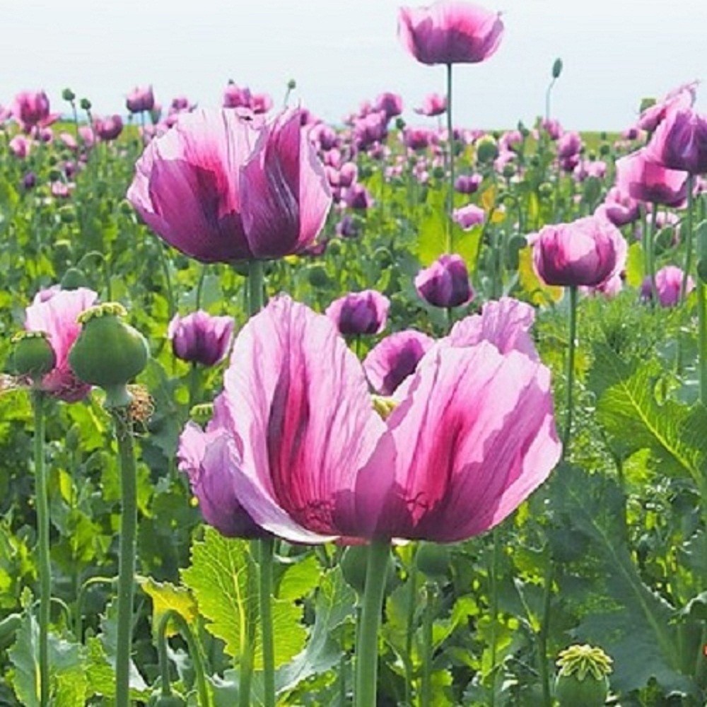 20,000 Hungarian Stratified Papaever Somniferum Poppy Seeds For Planting Organic