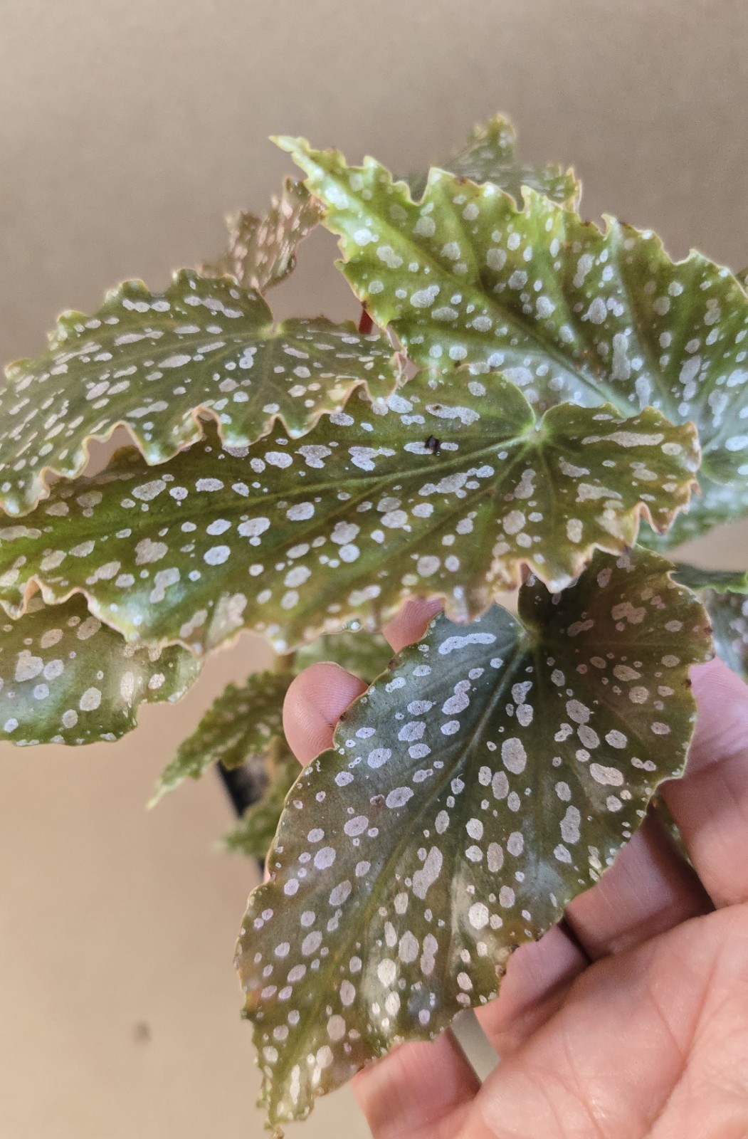 Begonia Peanut Brittle