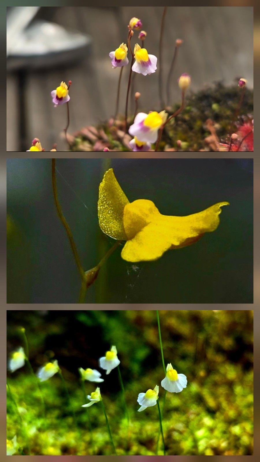 BLADDERWORT 3 PACK- (LIVE) Blanchetii, Subulata, Bisquamata