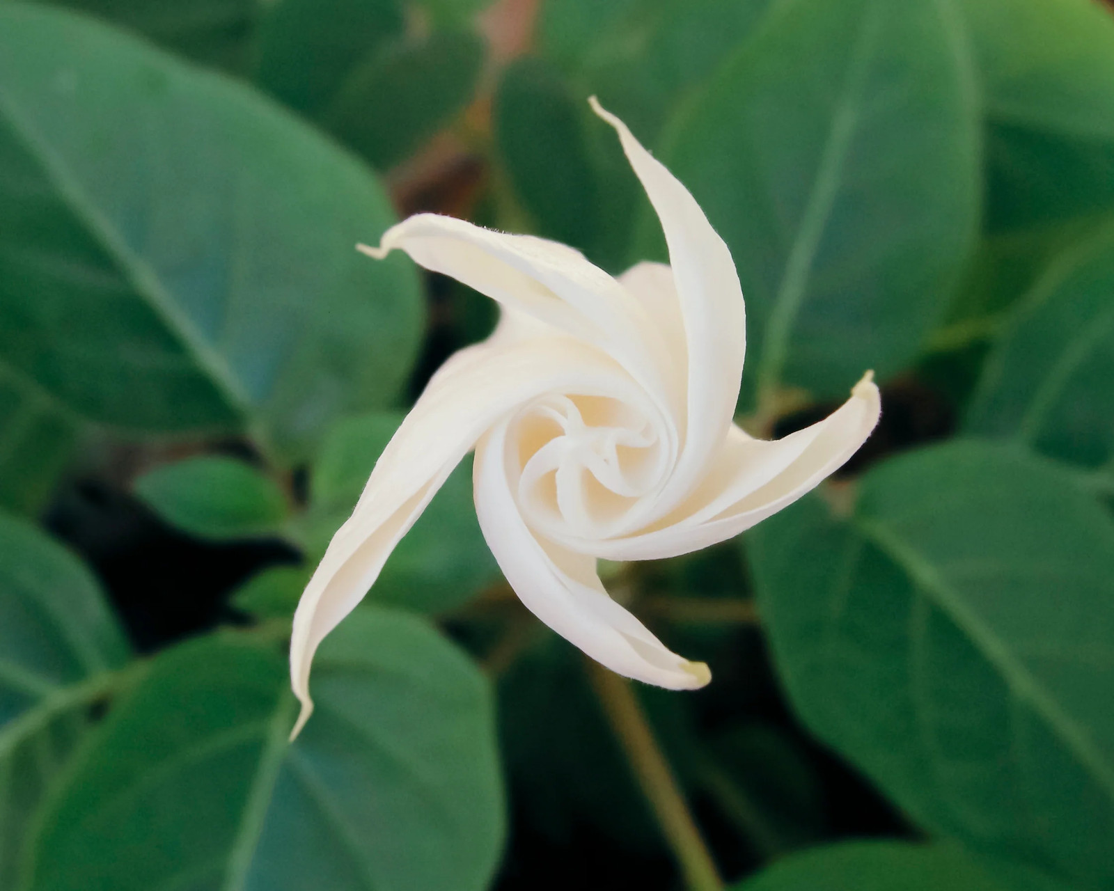 Moonflower Seeds | Giant Tropical White Morning Glory Vine Moon Flower Seed 2023