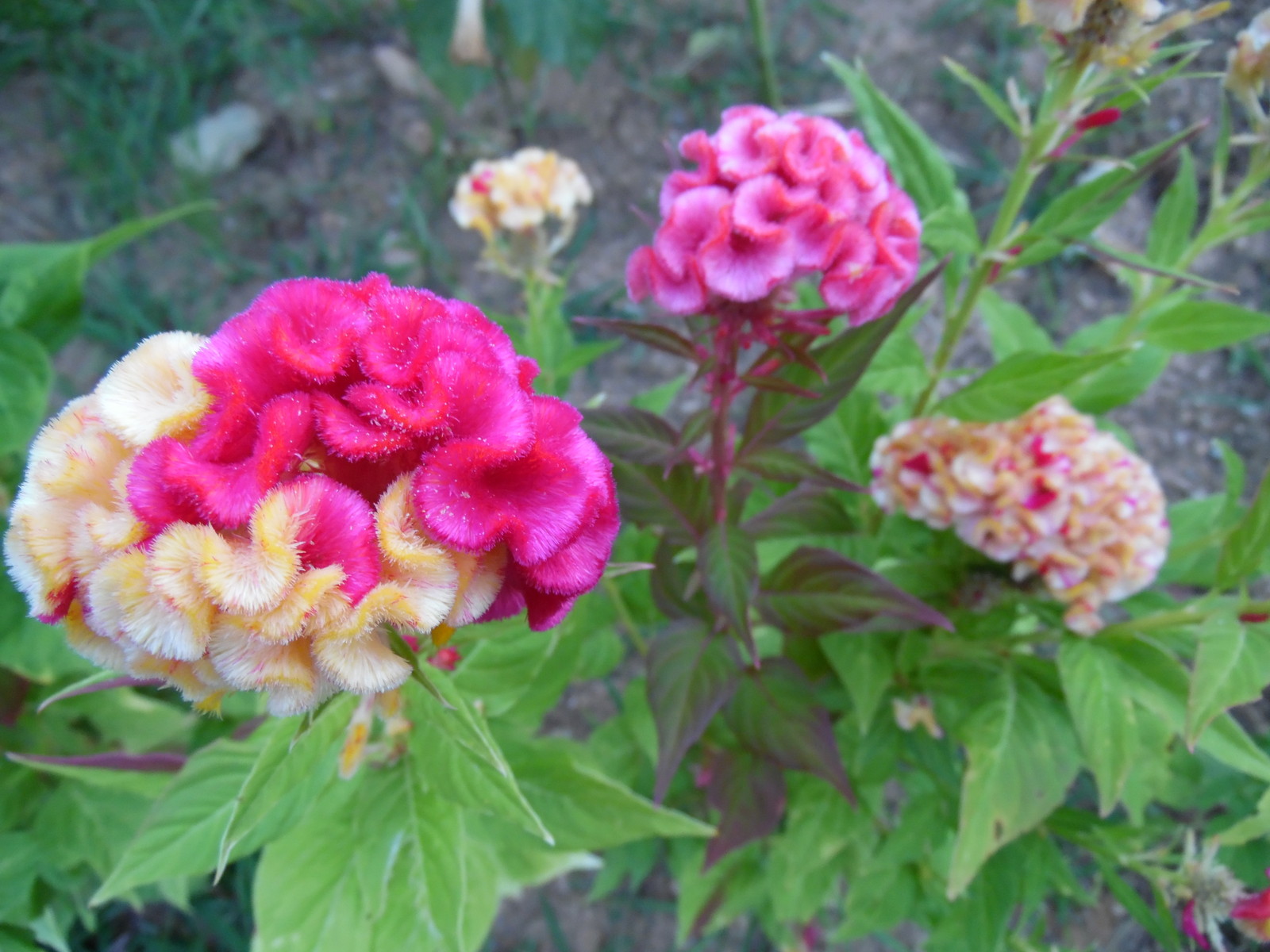 HUGE Brain Celosia CRAZY MIXED COLORS 100 Seeds Comb. S/H OLD AMISH PLANT